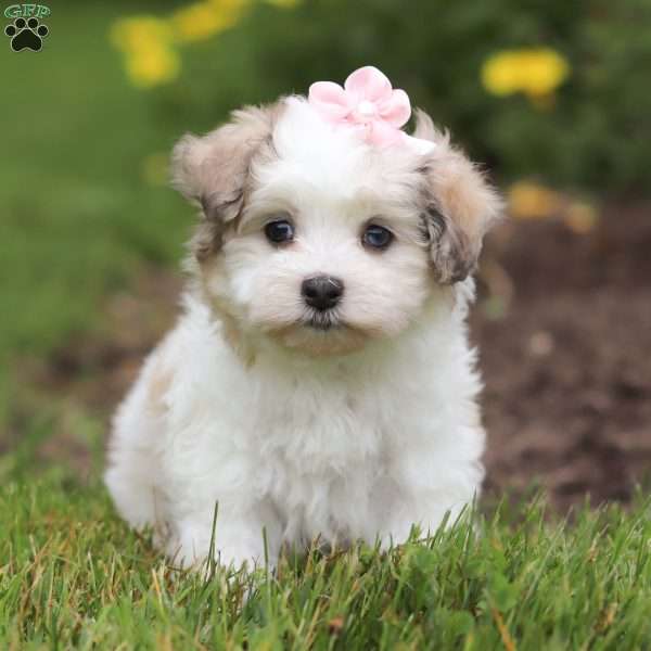 Alice, Maltipoo Puppy